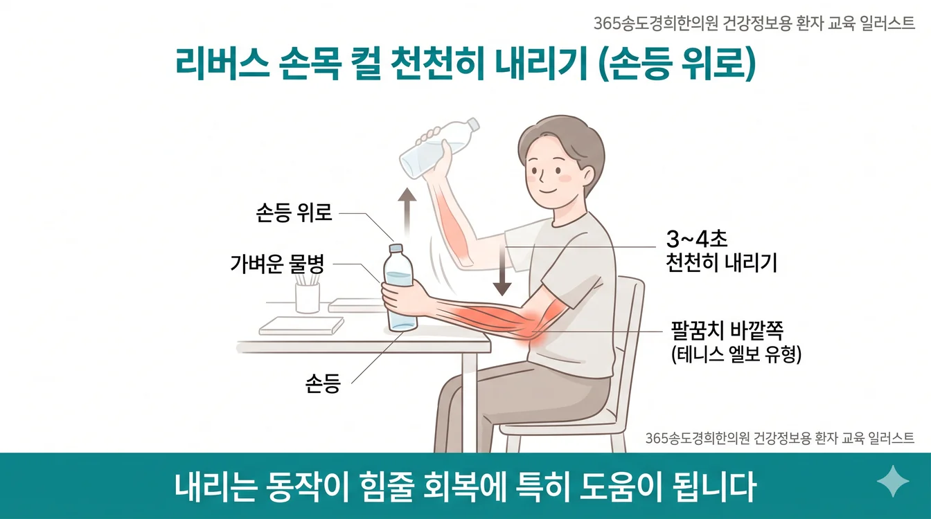 리버스 손목 컬(손등 위로) 운동 — 손등을 위로 두고 손목을 들었다 천천히 내리는 동작 안내