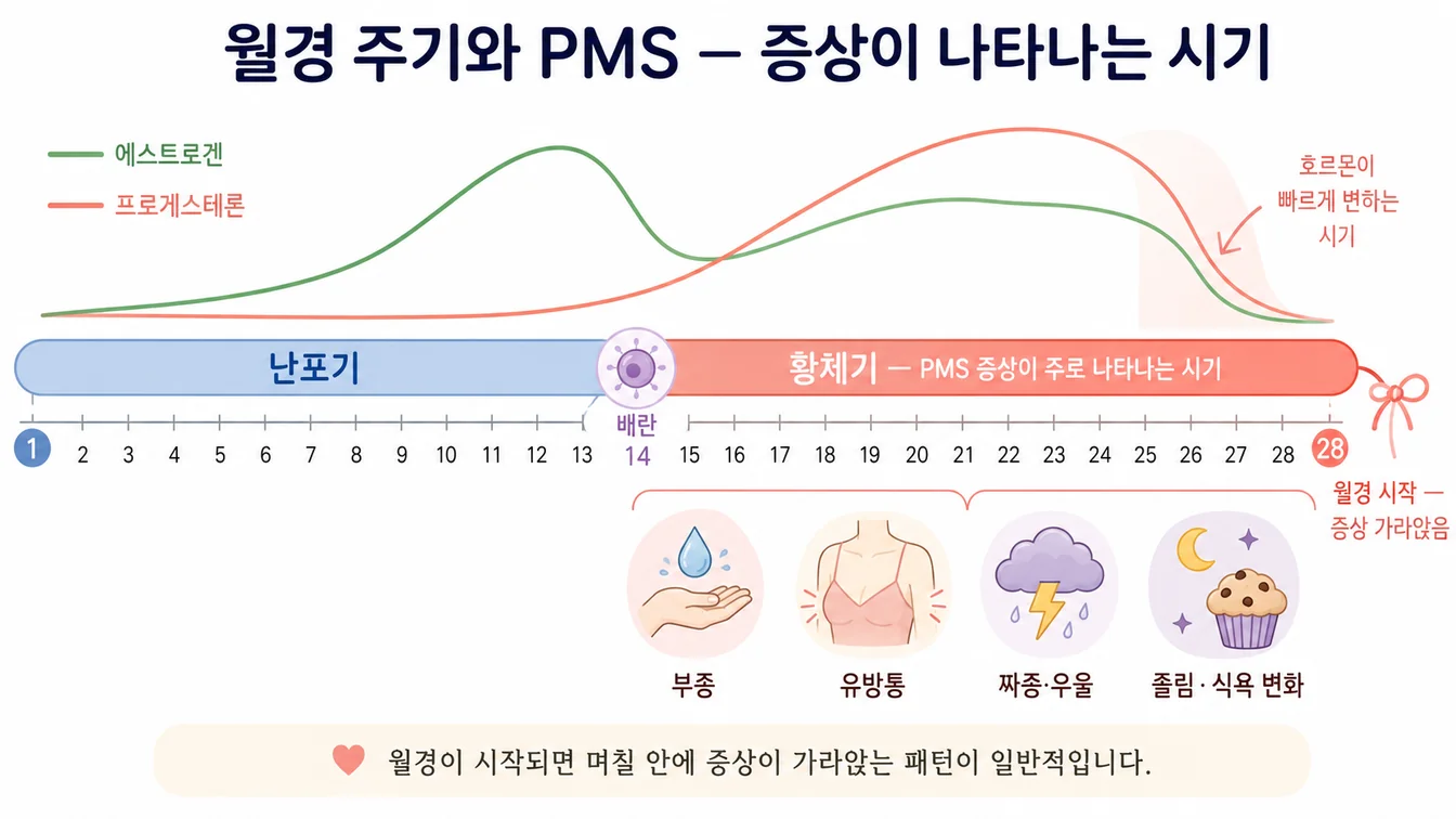 월경 주기(난포기·배란·황체기)와 PMS 증상이 주로 나타나는 시기 안내