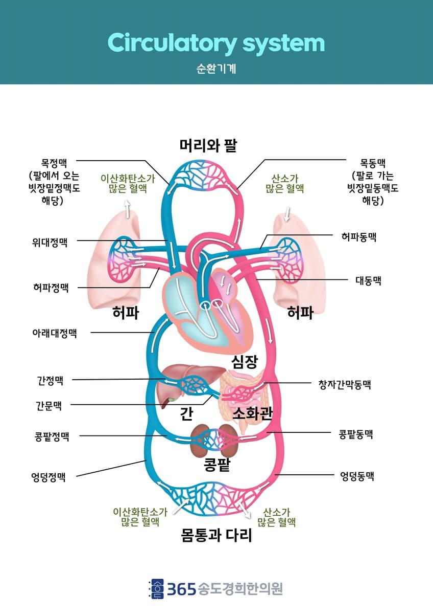 순환계 안내 자료