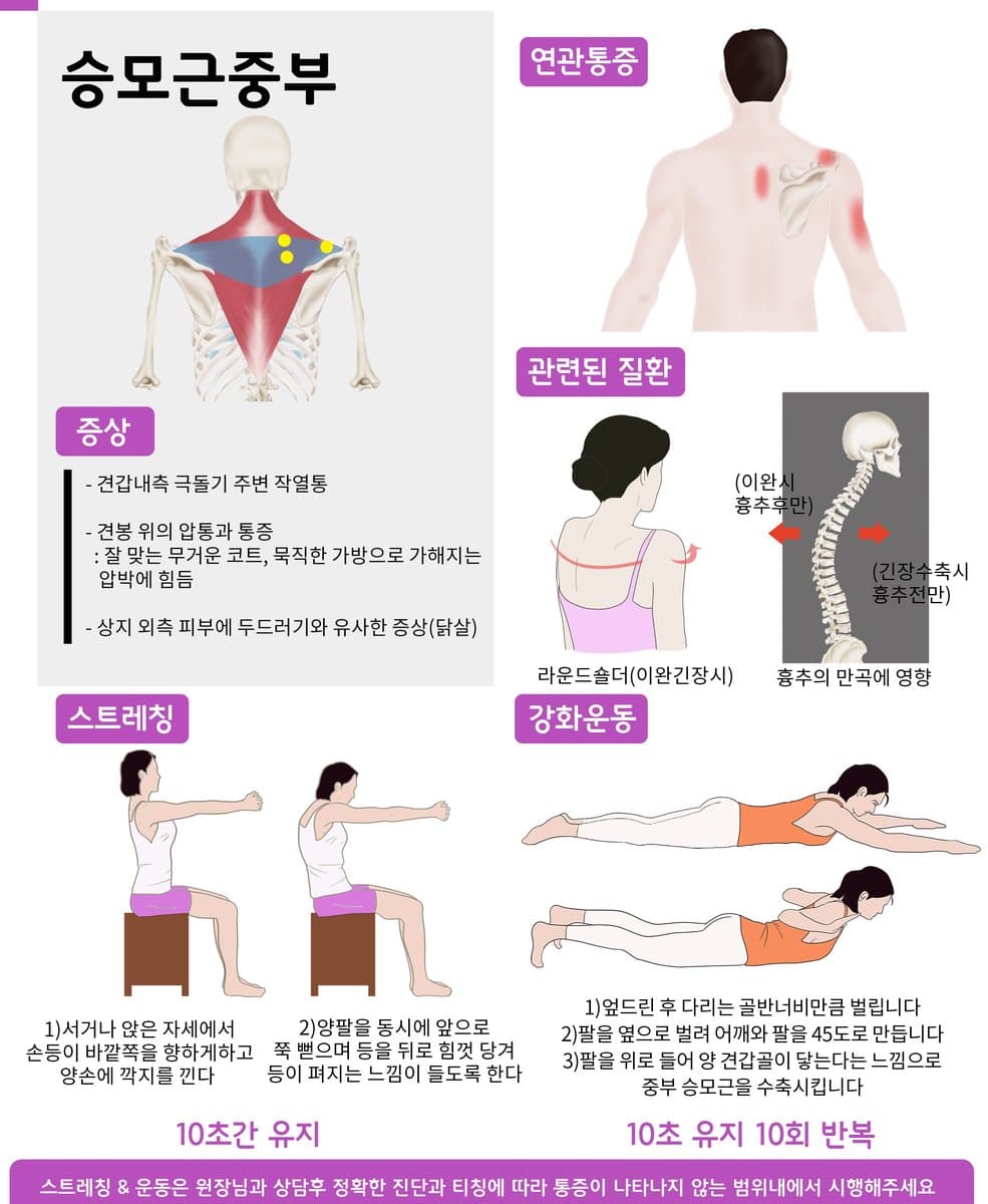 승모근 중부 위치와 관련 안내 자료