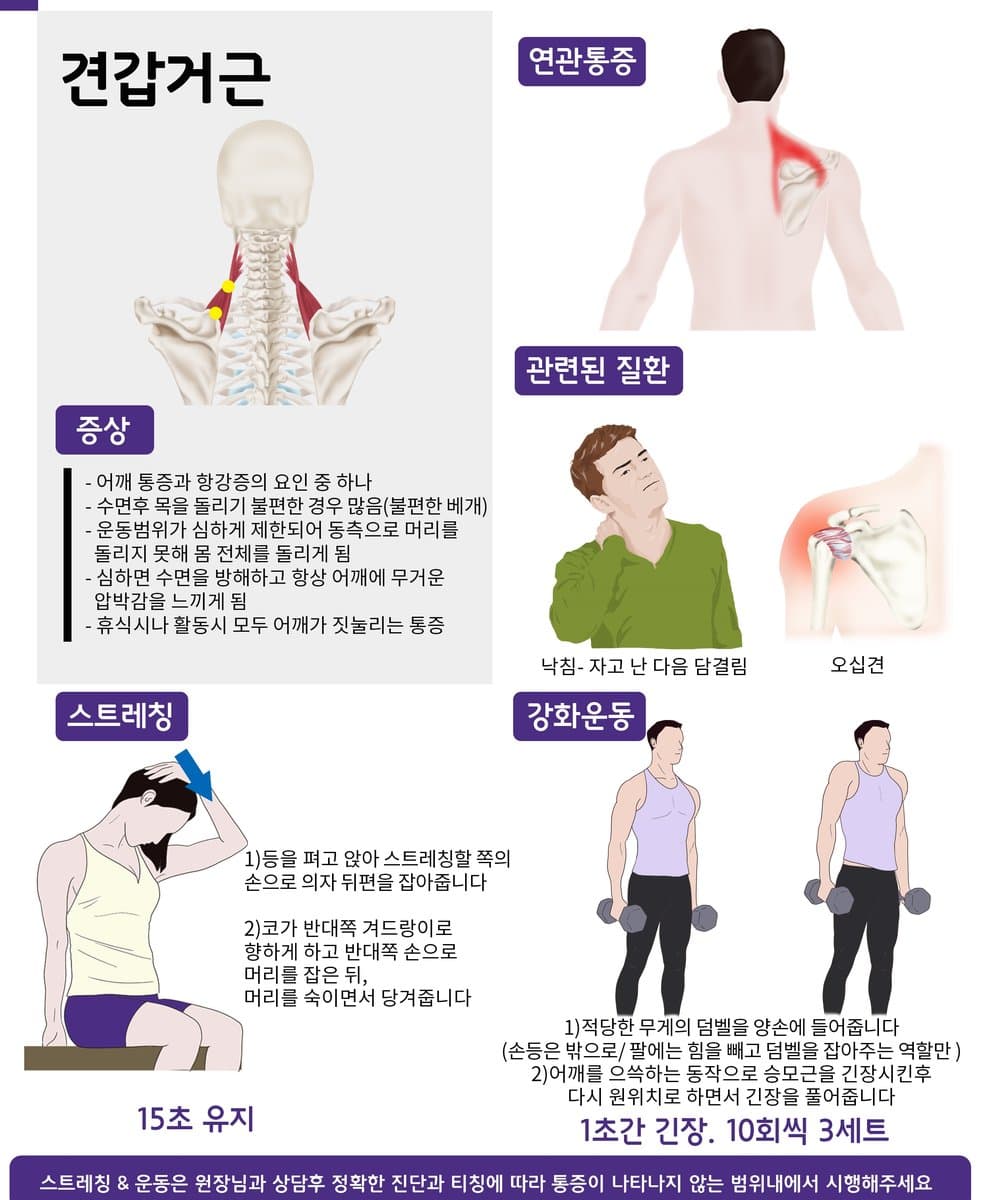 견갑거근 위치와 관련 안내 자료