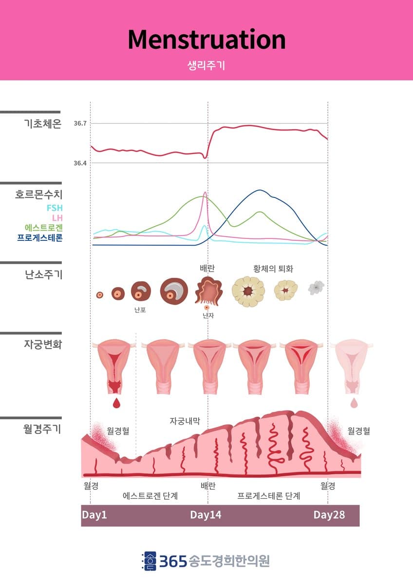 월경 주기·호르몬 변화 안내 자료