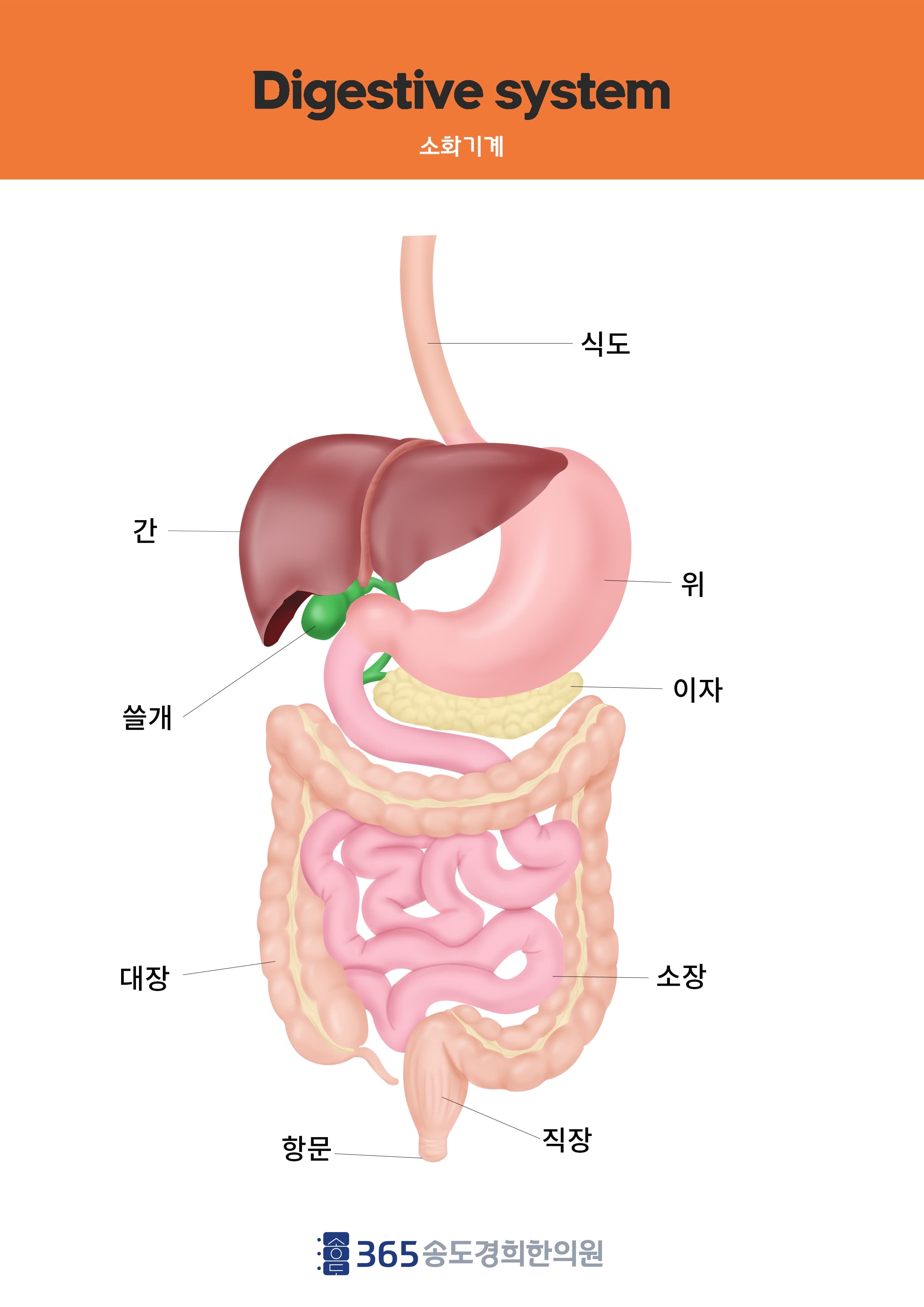 소화기계 관련 일러스트