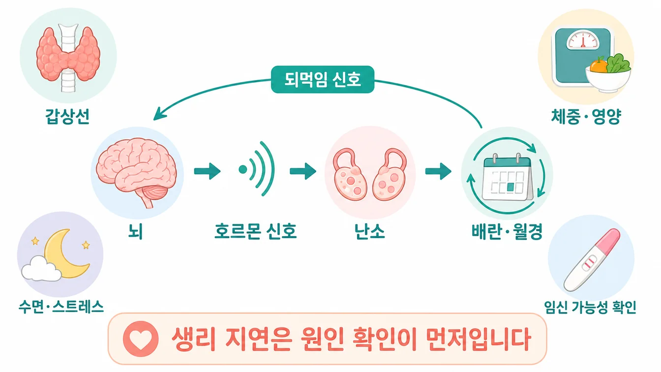 월경을 조절하는 뇌-난소 호르몬 축과 갑상선·체중·수면 등 영향 요인 안내