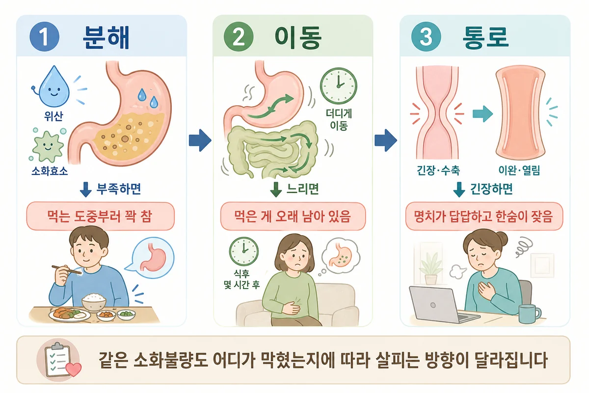 소화의 세 단계(분해·이동·통로)와 각 단계가 흔들릴 때 나타나는 소화불량 양상을 정리한 다이어그램